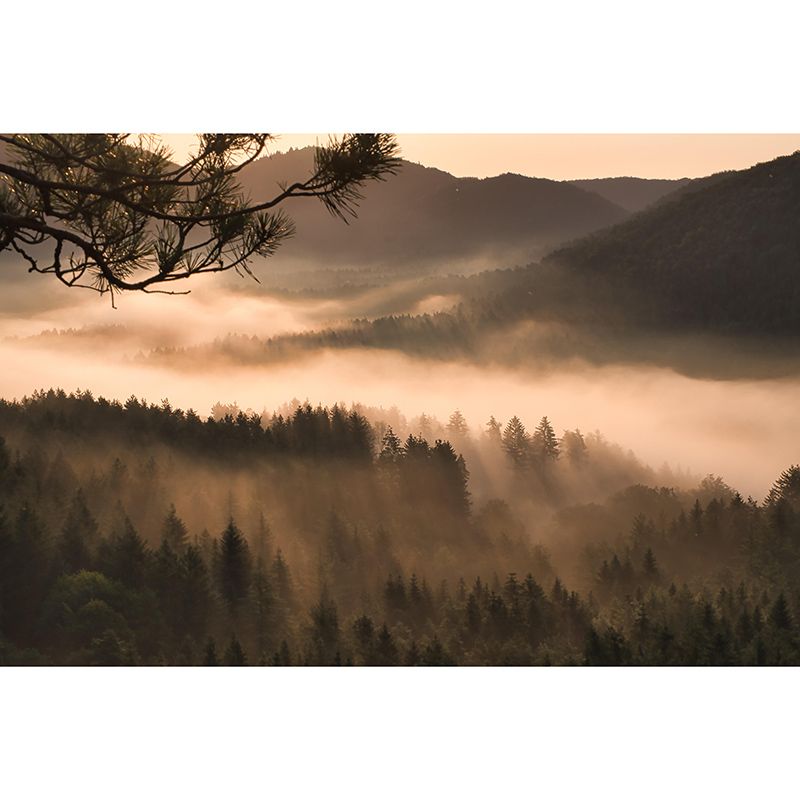 Modern Forest Wall Mural Decorative Eco-friendly Wall Covering