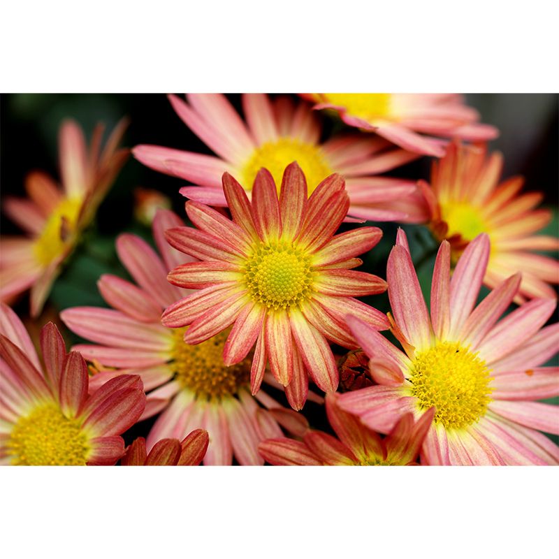 Flower Wall Decals Stain Resistant Home Wall Decor for Bedroom Living Room