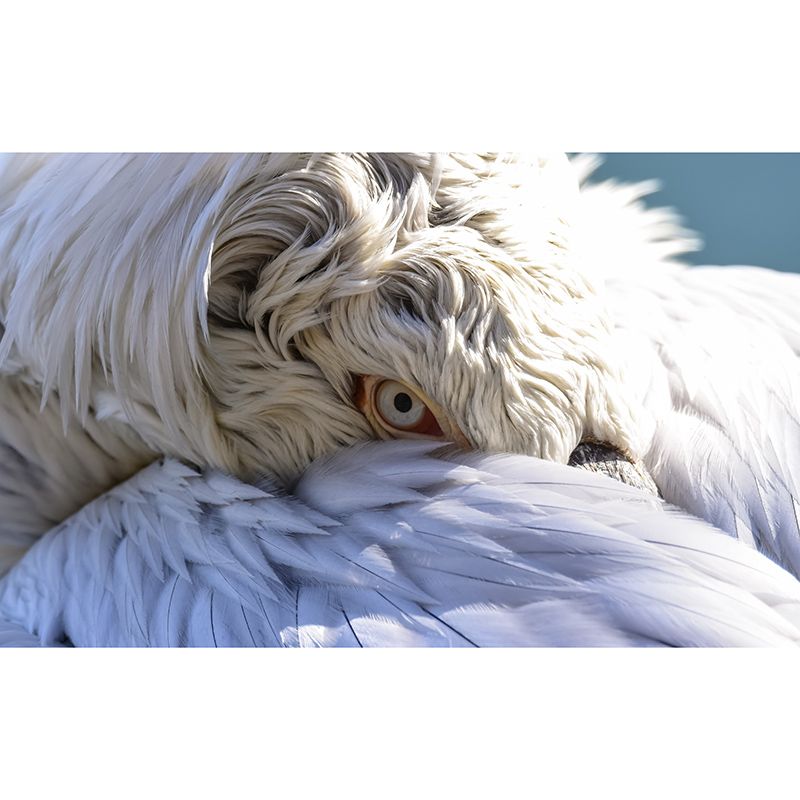 Pelican Animal Mural for Home Decor Moisture Resistant, Made to Measure