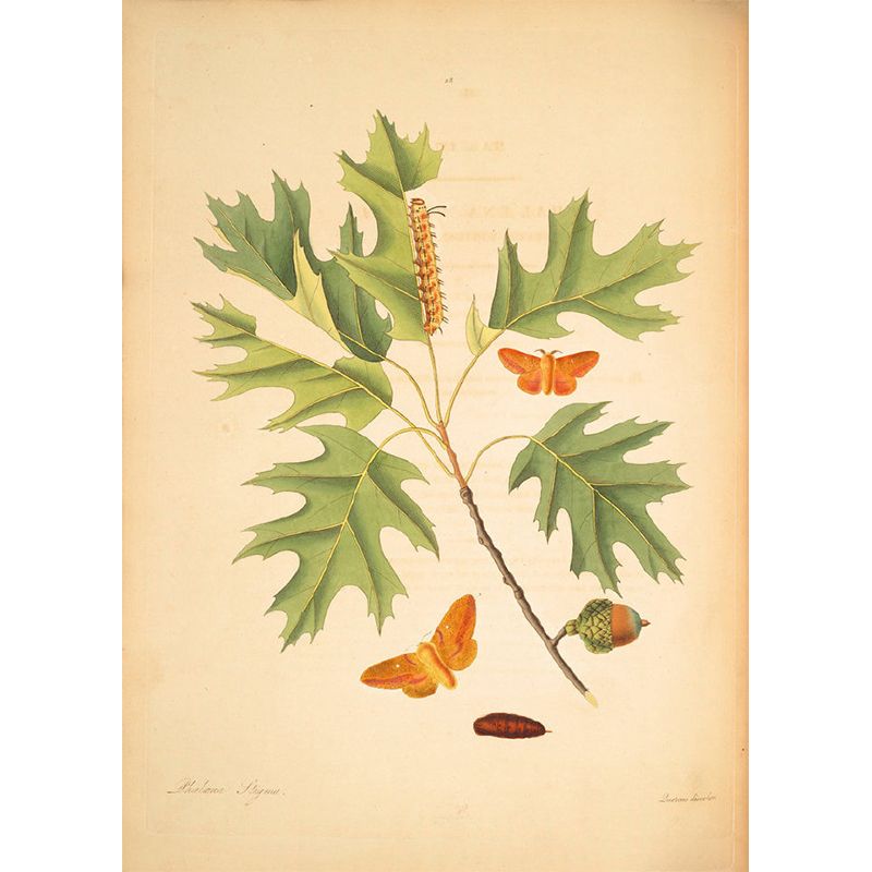 Giant Contemporary Wall Mural in Beige Tree Branch Wall Covering, Custom Printed