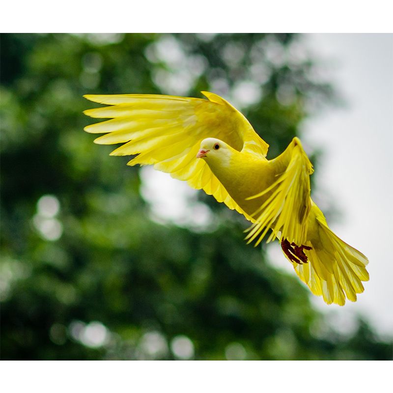 Bird Mildew Resistant Wall Mural Wild Animal Wallpaper Sitting Room Wall Mural