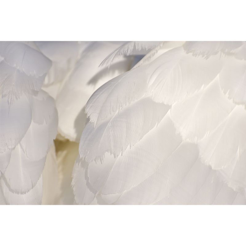 Feather Wall Mural Decal Home Decor for Living Room Girls Women Bedroom