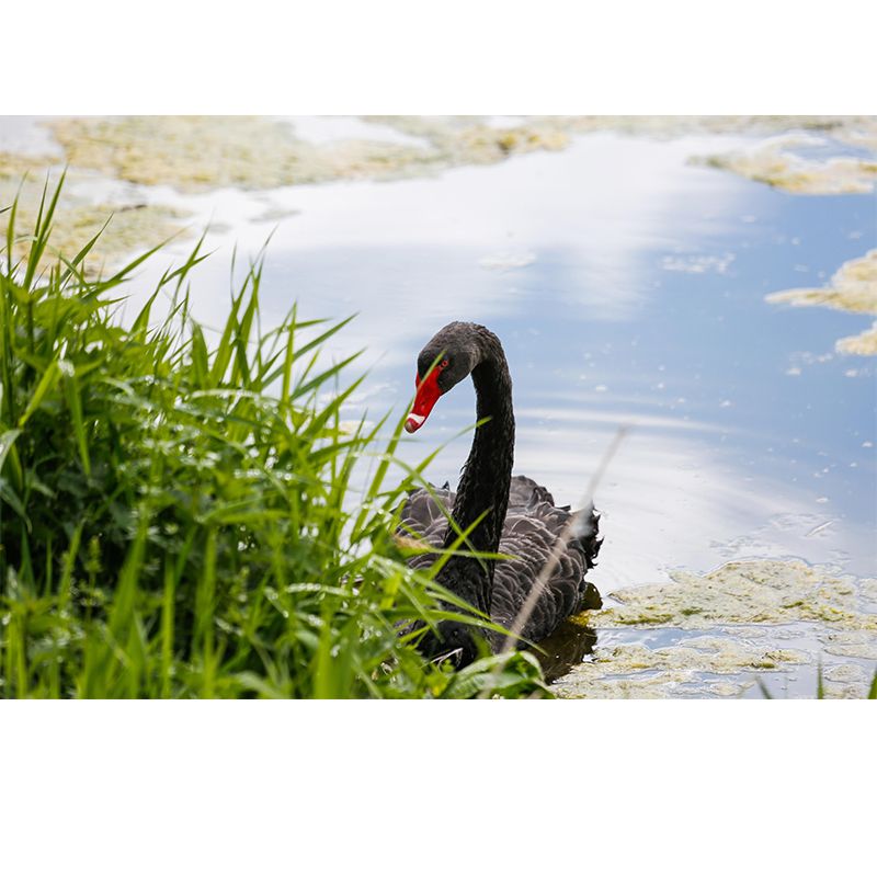 Customized Black Swan Wall Mural Contemporary Photography for Bedroom Living Room