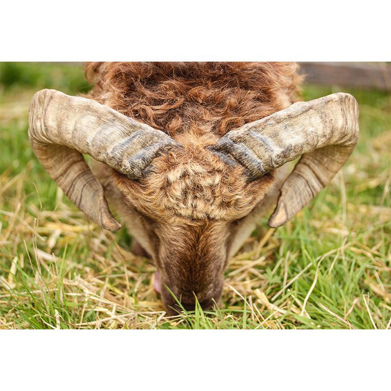 Photography Animal Sheep Mural Wallpaper Environment Friendly for Living Room