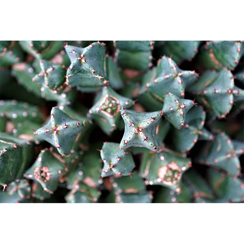 Decorative Wall Mural Cactus Printed Sitting Room Wall Mural