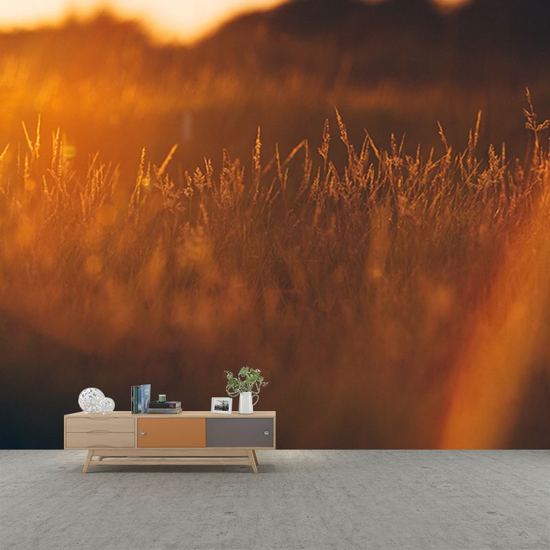 Beautiful Photography Mural Wallpaper Wheat Field Indoor Wall Mural