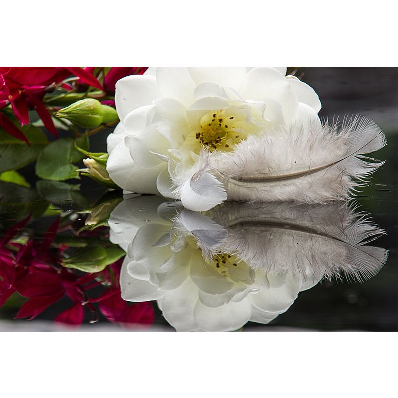 Photography Horizontal Light Feather Mural Wallpaper Wall Covering for Dining Room