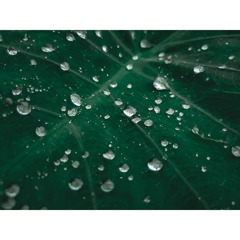 Photography Environment Friendly Mural Wallpaper Plants Bedroom Wall Mural