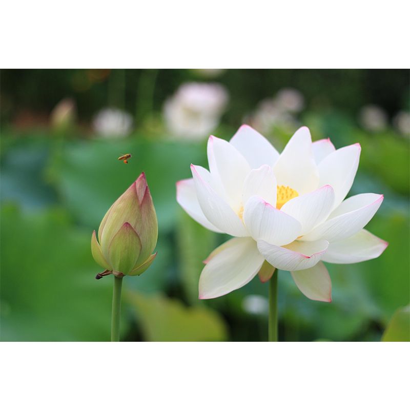 Blooming Lotus Mural Moisture Resistant Wallpaper Wall Decor for House Interior