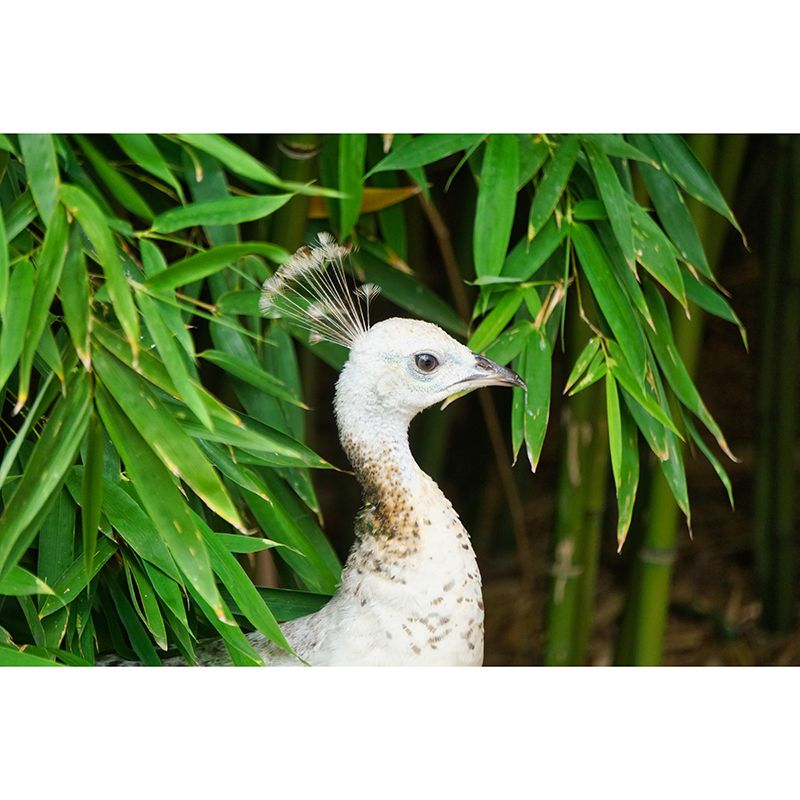 Peacock Portrait Mural Contemporary Photography for Living Room Decoration