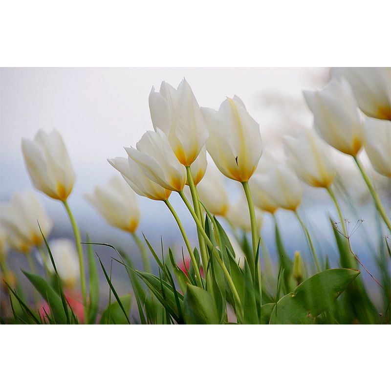 Décoration murale de chambre à coucher, tulipes aux couleurs vives, taille personnalisée