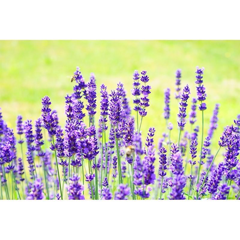 Contemporary Photography Beautiful Lavender Mural in Purple for Home Decor