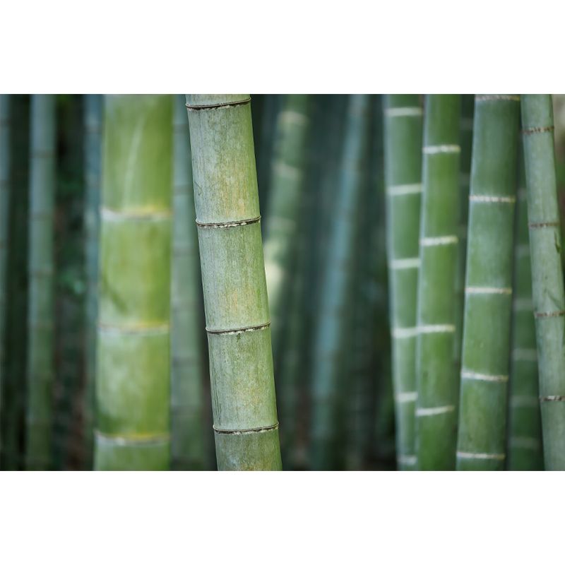 Bamboo Plant Mural for Home Decor Customized Wall Covering, Made to Measure