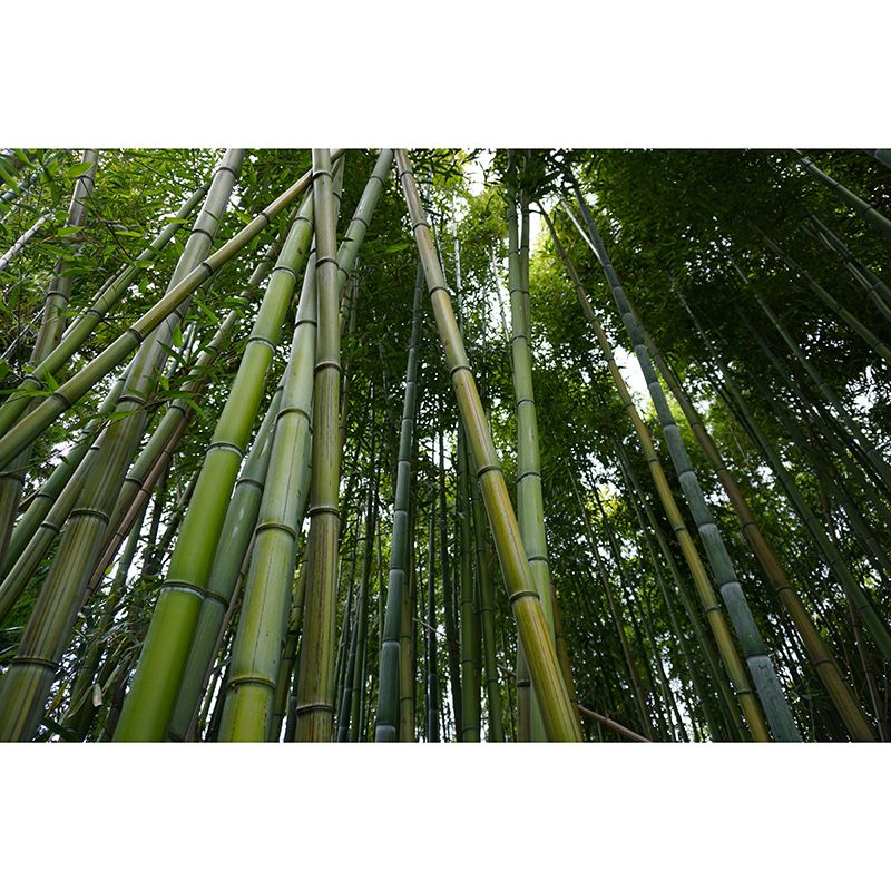 Green Bamboo Wall Decor for Bedroom Living Room Waterproofing, Made to Measure