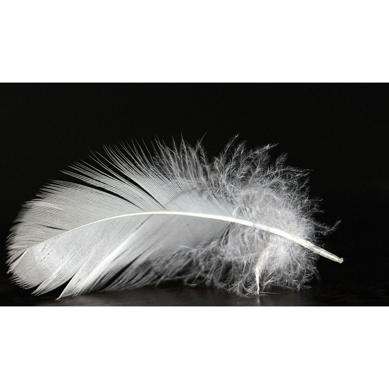 Bright Color Wall Mural Wallpaper Feather Sitting Room Wall Mural