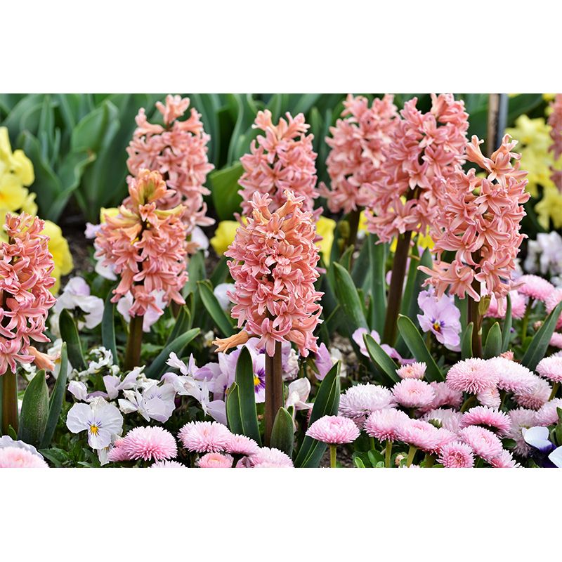 Beautiful Hyacinth Wall Mural Decal Colorful Mural Wallpaper for Girl Bedroom