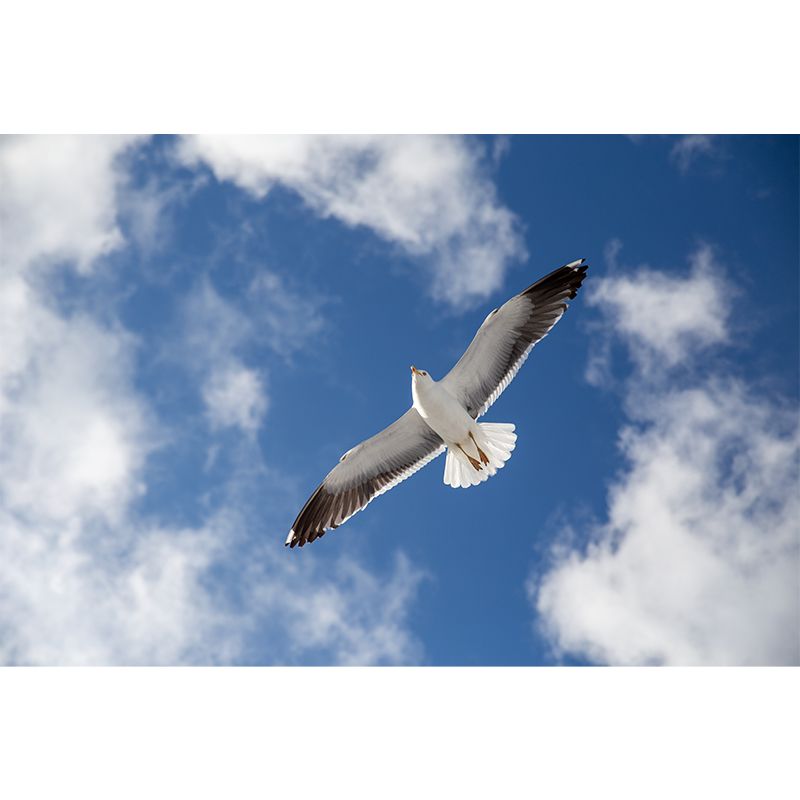 Seagull Wall Paper Murals for Home Blue and White, Custom Size Available