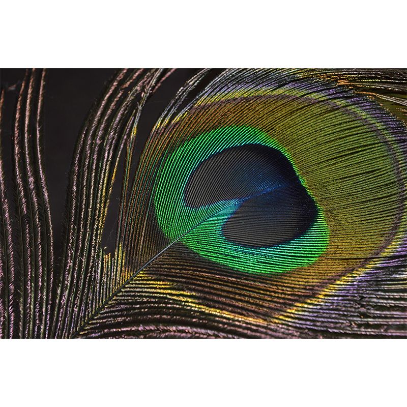 Peacock Feather Mural Modern Style Wall Covering for Sitting Room Decor