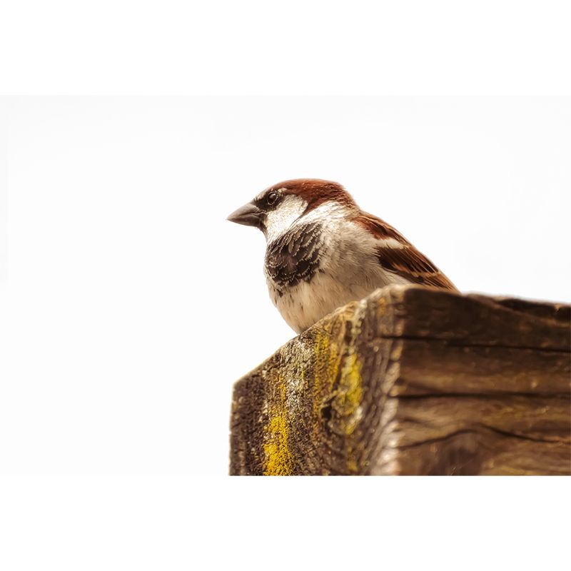 Modern Sparrow Mural Wallpaper Moisture Resistant Living Room Wall Covering