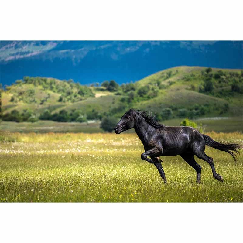 Photography Running Horse Wall Mural Decorative Mildew Resistant for Living Room