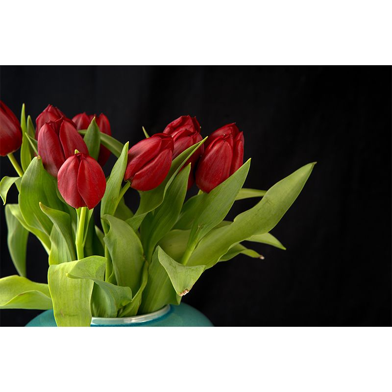 Tulip Mural Wallpaper Custom-Printed Flower Wall Covering for Sleeping Room