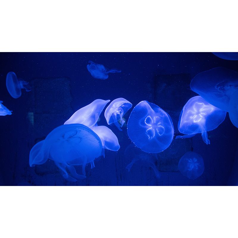 Tropical Seabed Stain-Resistant Mural Contemporary Wall Art for Sleeping Room