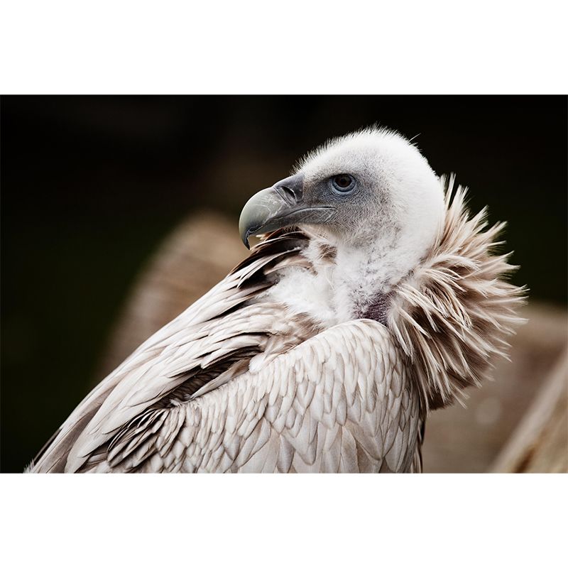 Horizontal Photography Vulture Wall Mural Wallpaper Moisture Resistant Mural