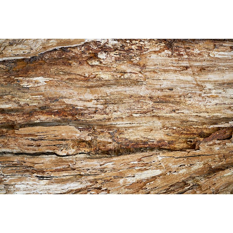 Wood Grain Photography Mural Wallpaper Environment Friendly Living Room Wall Mural