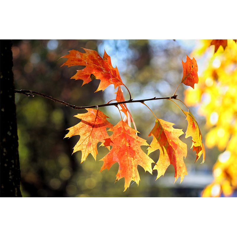 Fall Leaves Mural Wallpaper Moisture Resistant Wall Decor for Sleeping Room