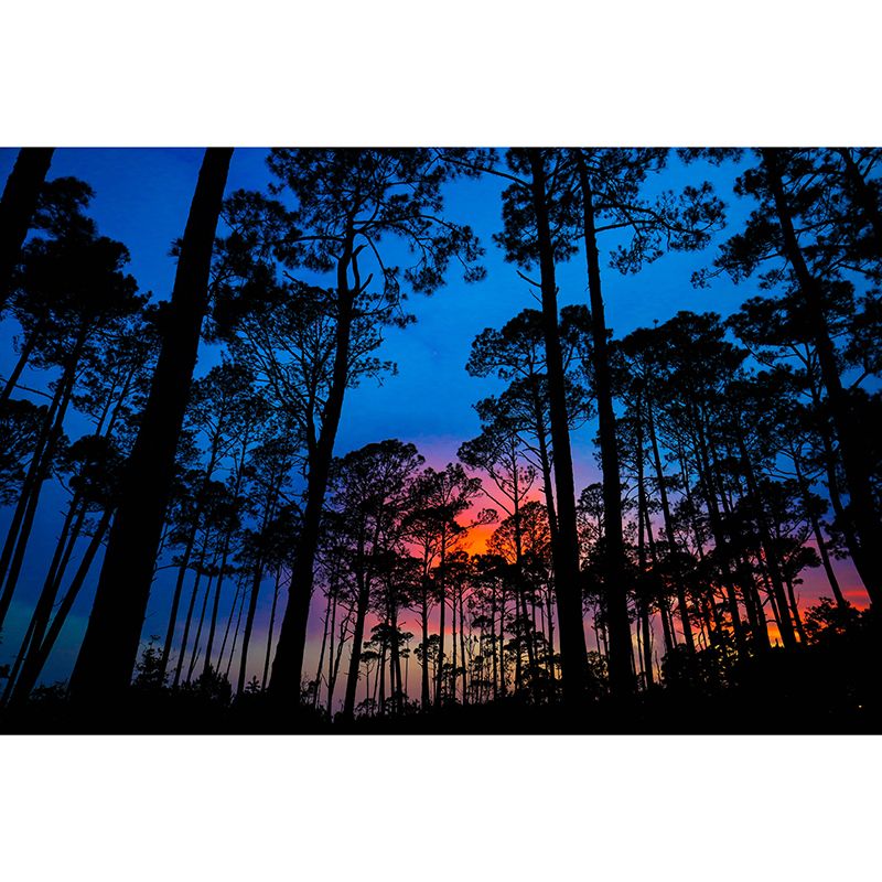 Beautiful Photography Mural Wallpaper Grove Decorative Indoor Wall Mural