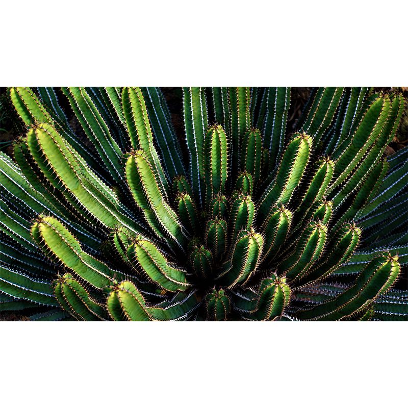 Tropical Plant Cactus Mural Wallpaper Contemporary Wall Covering for Study Room