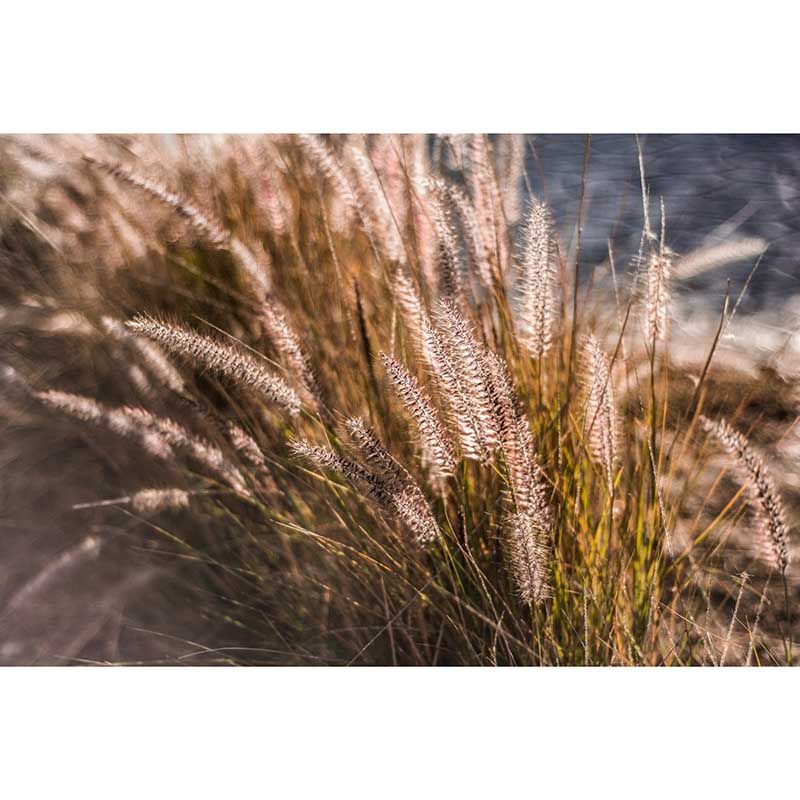 Common Plant Wall Covering for Living Room Bedroom Home Decor, Customized Size