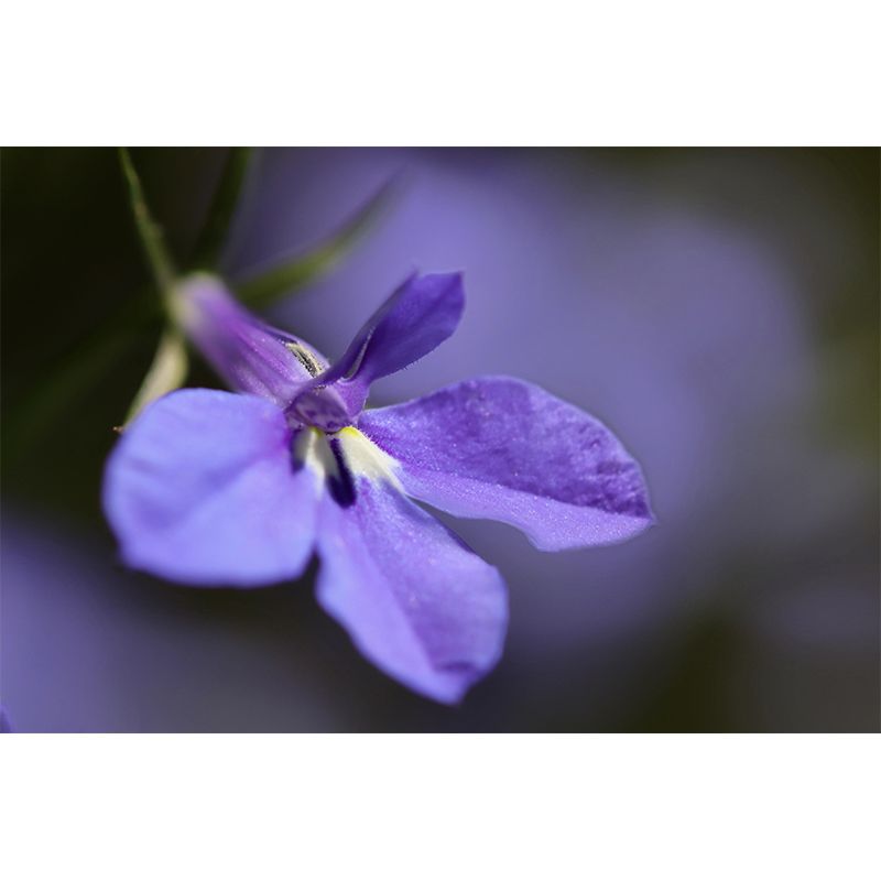 Customized Lobelia Mural Wallpaper Waterproofing Wall Decor for Meeting Room