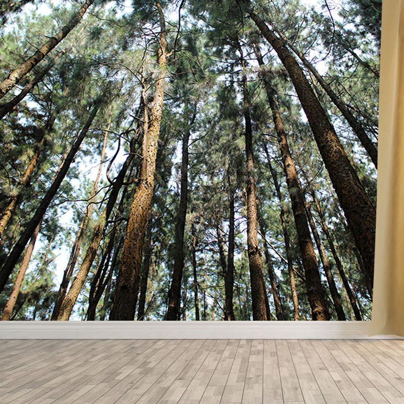 Contemporary Style Forest Mural Horizontal Photography Living Room Wall Mural