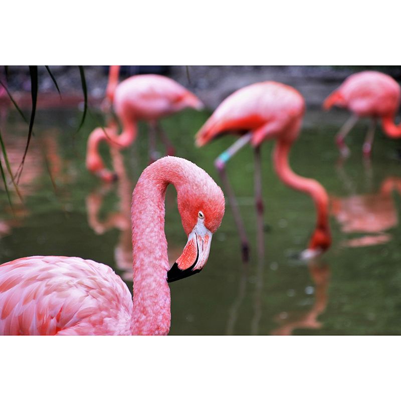 Tropical Flamingos Wall Mural Mildew Resistant Covering for Dining Room