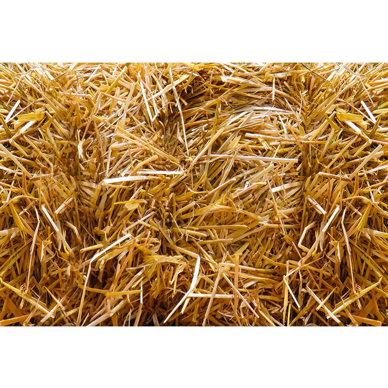 Relaxing Cornfield View Mural Wallpaper Pastel Color Modern Wall Covering for Drawing Room