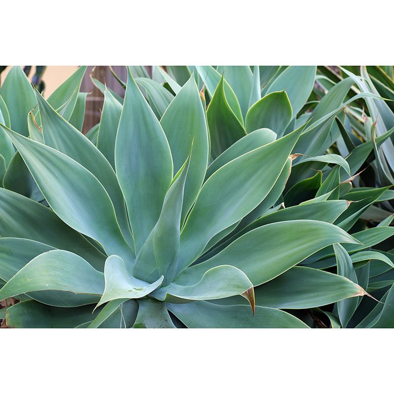 Green Agave Plant Wall Murals for Reading Room Home Decor, Made to Measure