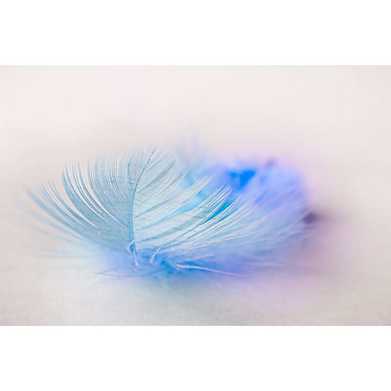 Feather Mural Wallpaper Minimalist Wall Covering for Sitting Room Decoration