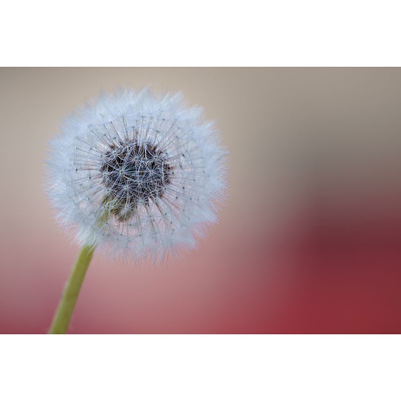 Dandelion Seeds Wall Mural Decal Moisture Resistant Home Decor in Light Color