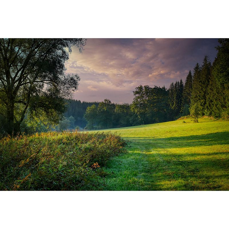 Forest Mural Decal Moisture Resistant Contemporary Bedroom Wall Covering