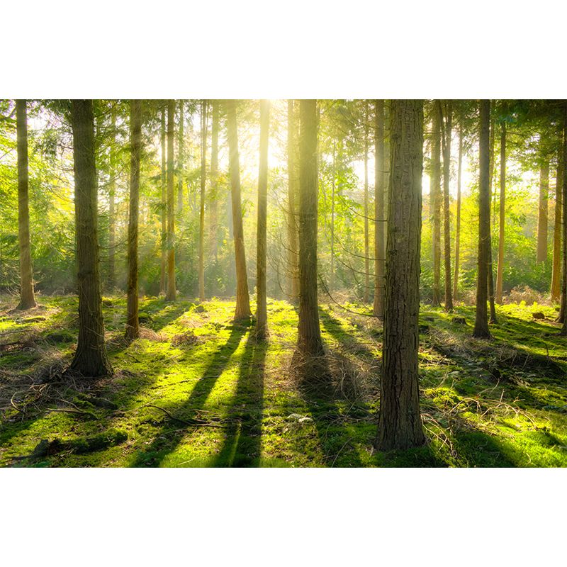 Environment Friendly Photography Forest Wallpaper Home Decor Mural Wallpaper