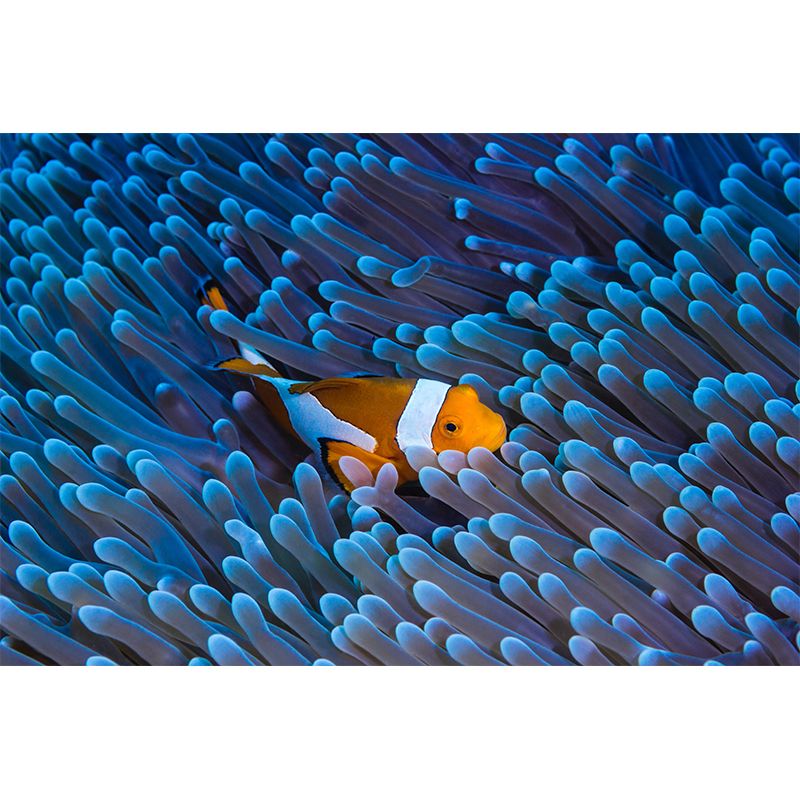 Fancy Wall Mural Clown Fish Patterned Drawing Room Wall Mural