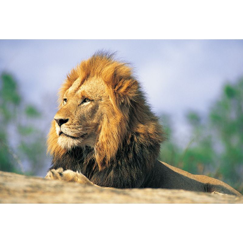 Brown Lion Looking Afar Mural Water Resistant Modern Bedroom Wall Covering, Made to Measure