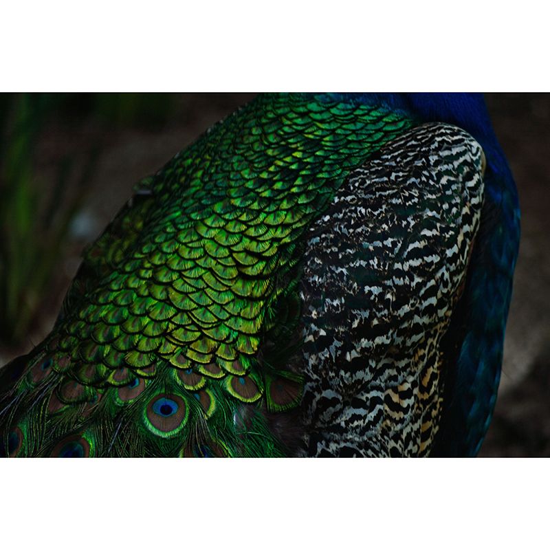 Tropical Style Mural Wallpaper Peacock Feather Wall Covering for Sitting Room
