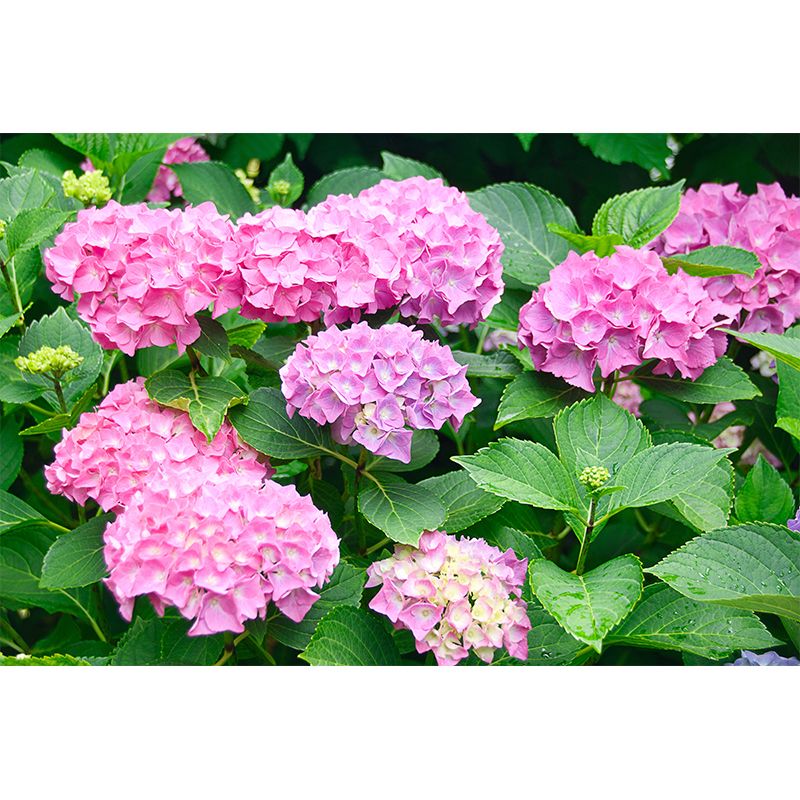 Hydrangeas Mural Wallpaper for Girls Bedroom, Light Color, Custom Print