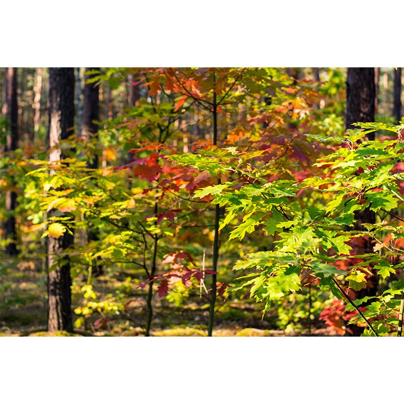 Forest Wall Paper Murals Moisture Resistant Wall Decor for Sleeping Room