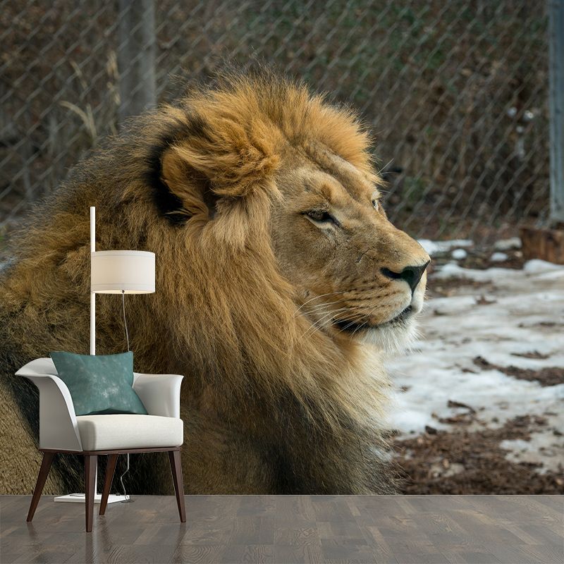 Ferocious Lion Wallpaper Murals Modern Wall Art for Sitting Room, Personalised Size