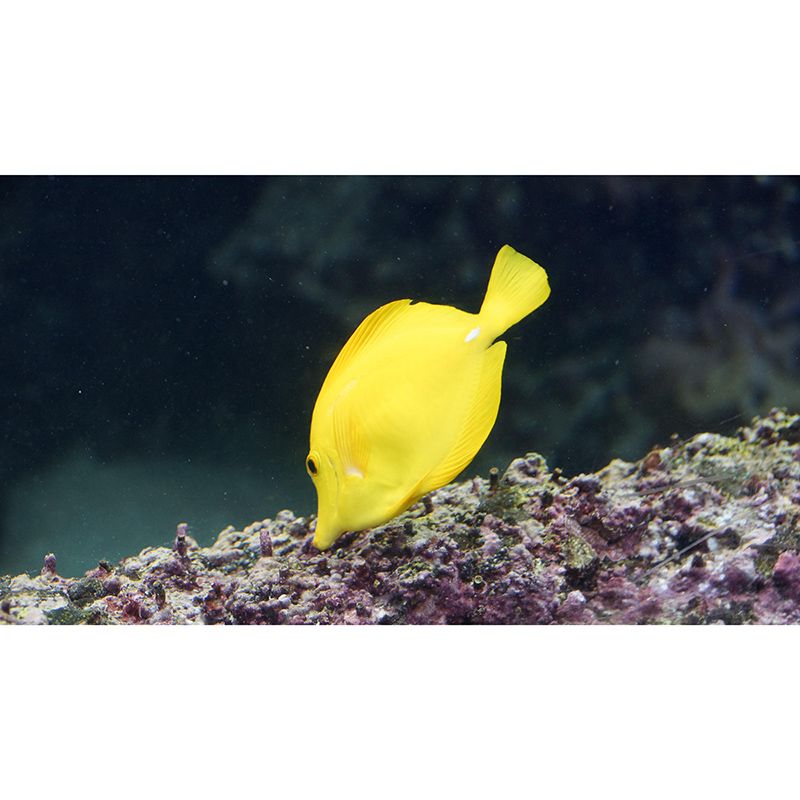 Customized Horizontal Photography Seabed Mural Eco-friendly Wallpaper Bathroom Wall Art