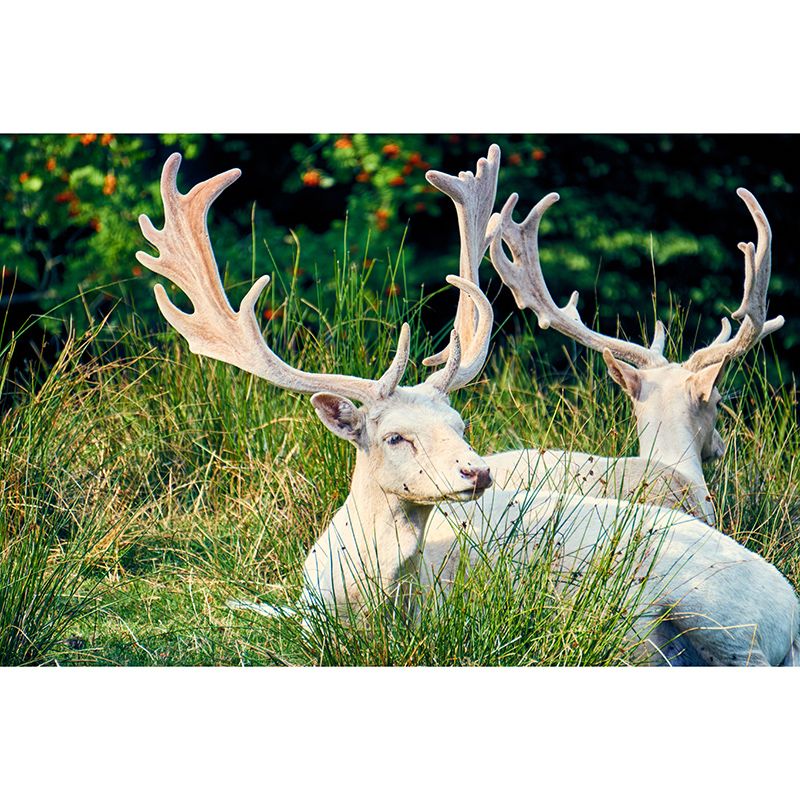 Deer Contemporary Wall Art Waterproofing Mural Wallpaper for Dining Room