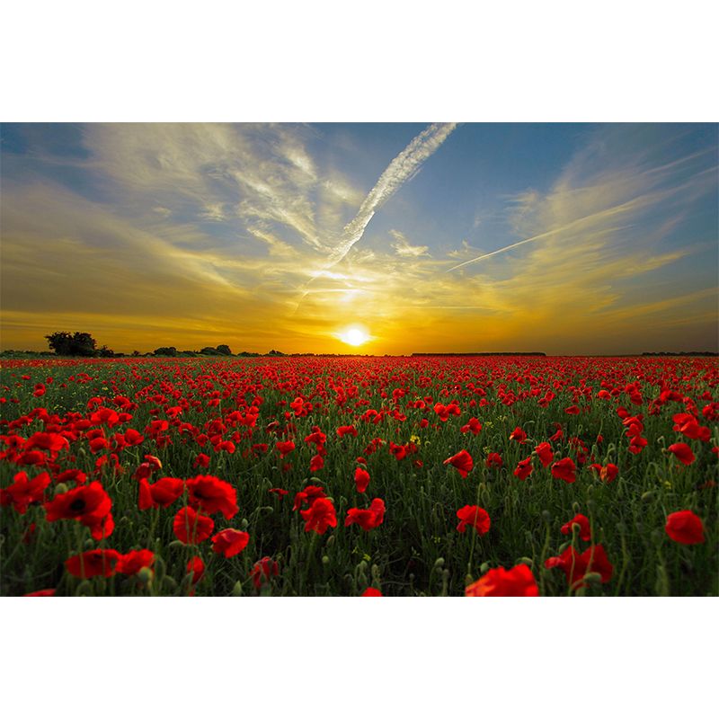 Full Size Photography Modern Mural Decal with Blossoming Poppy for Living Room
